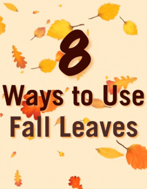 8 Ways to Use Fall Leaves