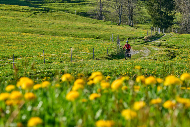 Biking for Transportation