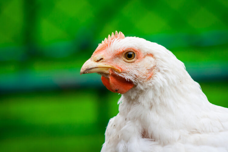 Broiler Chicken Health Problems
