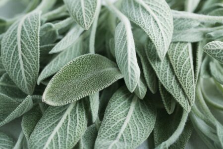How to Use Sage Oil for Winter Wellness Image