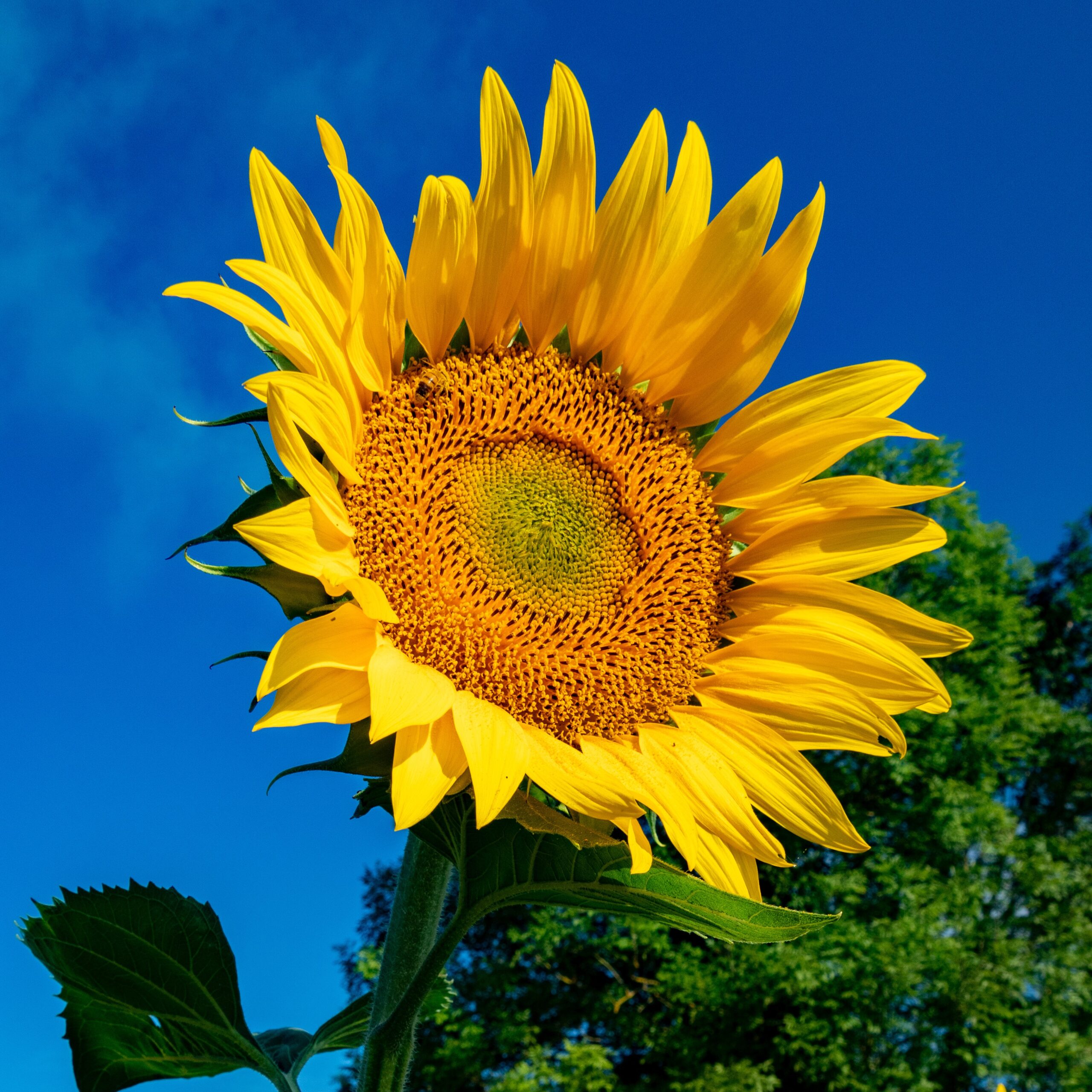 K-State Extension Master Gardeners