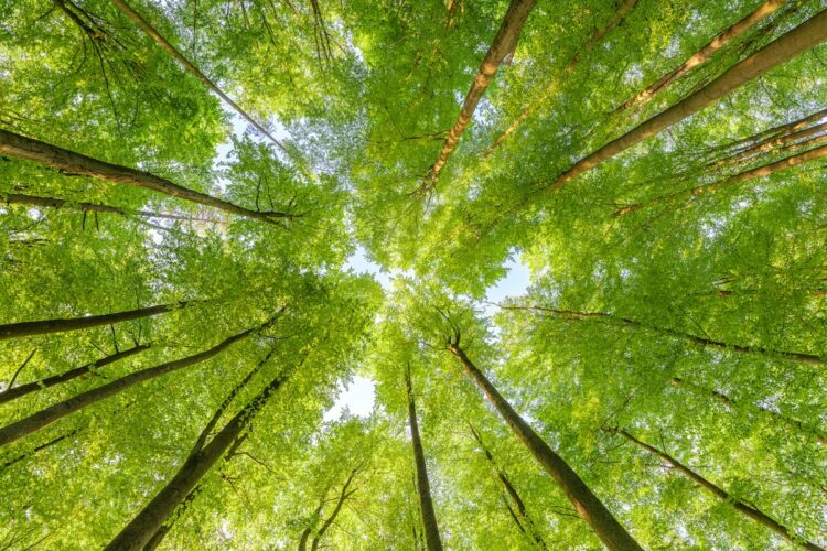 Less is More: Bringing Down Consumption