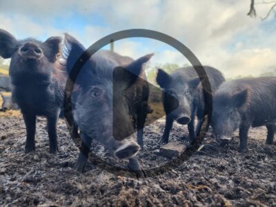 Can You Eat Wild Boar? Image