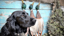 Guide to Natural Dogs