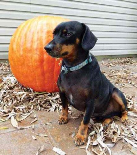 Dog Tales: Heartwarming Dog Stories