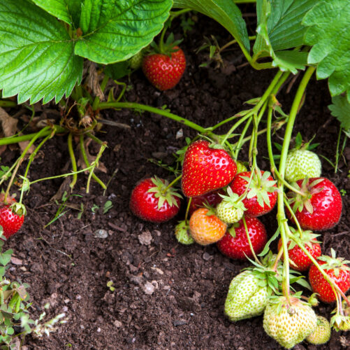 Natural Pest Control for the Berry Patch