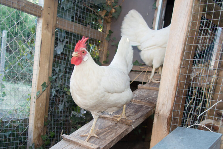 3 Tips for a Predator-Proof Coop