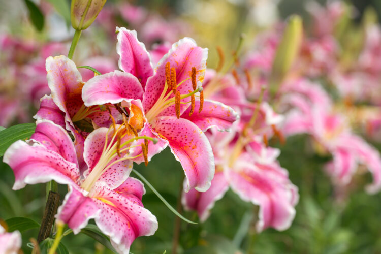 How to Grow Lilies: Varieties, Propagation Techniques and More