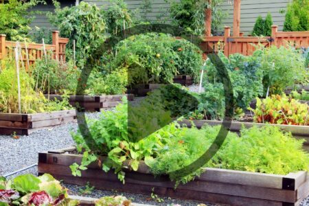 Gardening Problems and Solutions Image