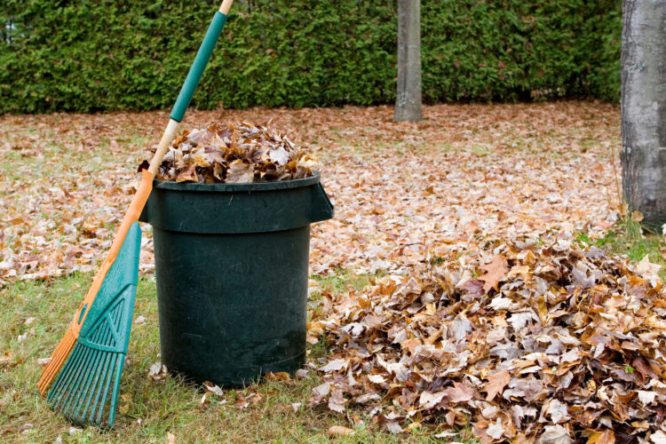 Cost-Effective Mulching With Leaves