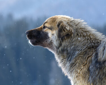 Livestock Guardian Animals Image