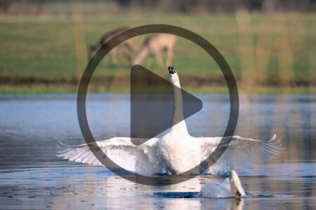 What to Know About Raising Swans Image