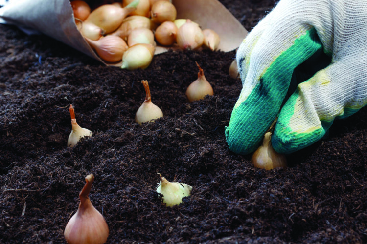 Grow Amazing Alliums: How to Plant Onion Bulbs and Seeds