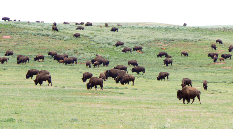 American Bison Facts Image