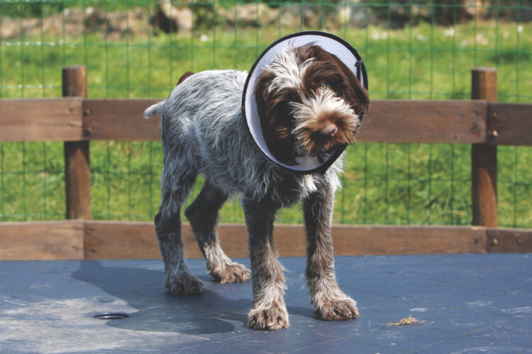 Home Treatments for Dog Hot Spots