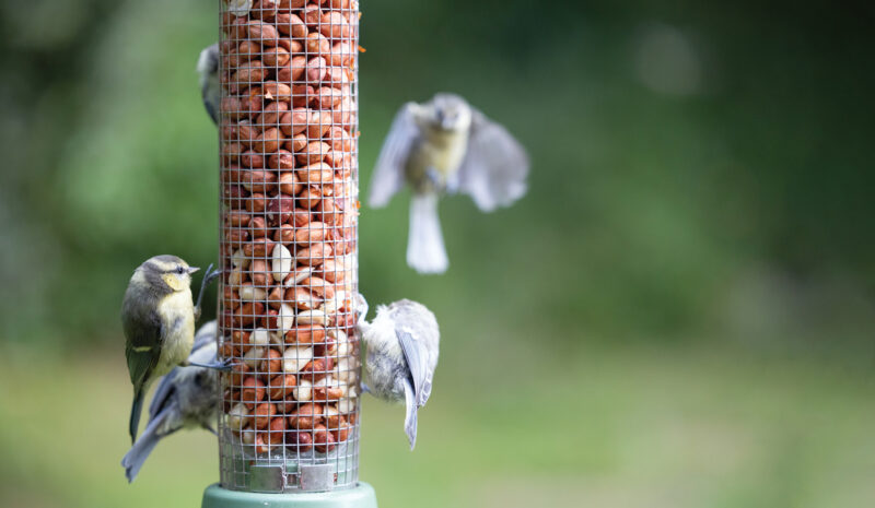 Are Bird Feeders Bad?