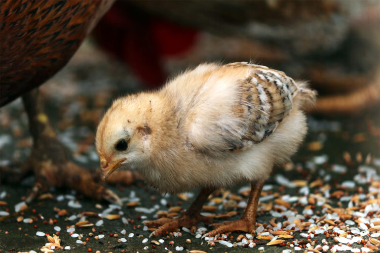 Chick Hatching Problems and Solutions