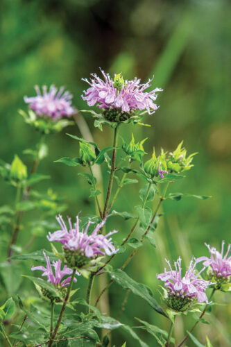 Bee Balm Varieties and Uses