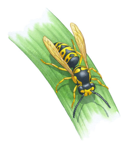 About Yellow Jackets and the Benefits of Wasps in the Garden