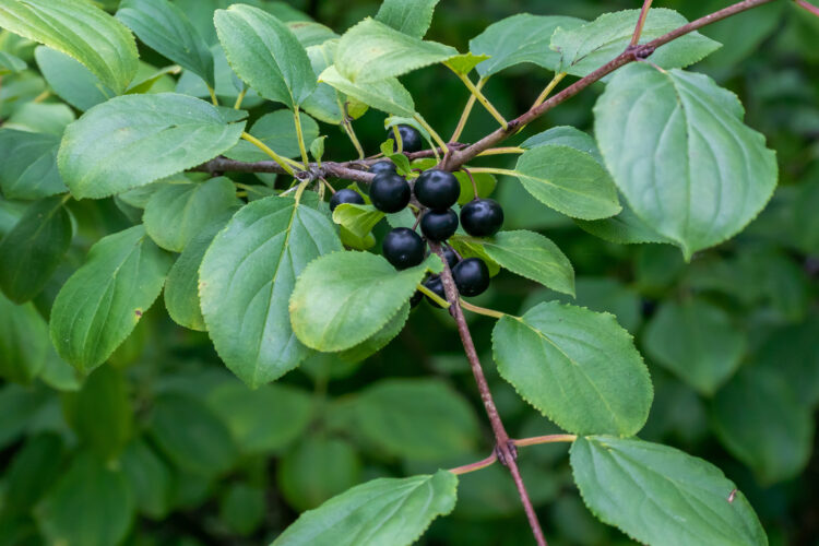 Invasive Weeds Plant Biofuel: Buckthorn Invasive Species