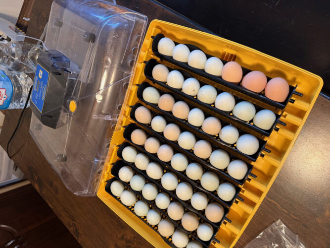 Building a Small Hatchery Business