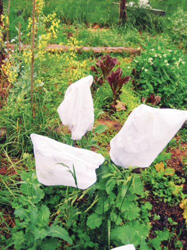 Can I Save Seeds for Next Year?