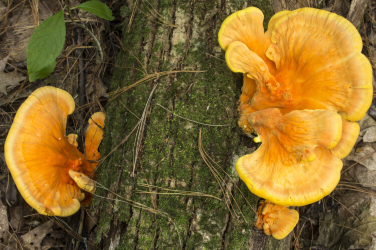 Chicken of the Woods: Identification and Recipes