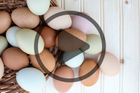 Best Egg Layers Image