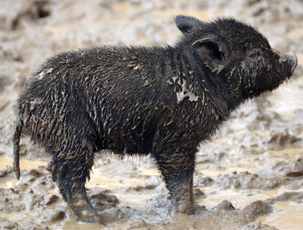The Free-Ranging Choctaw Hog is Nearly Extinct