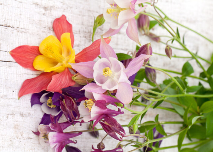 Columbine Flower Facts