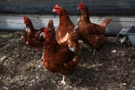 Deep Litter Method for Easy Coop Maintenance Image