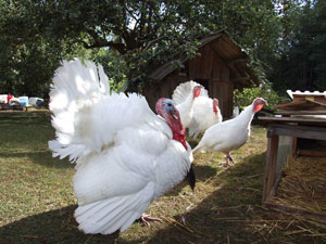 Heritage Turkeys
