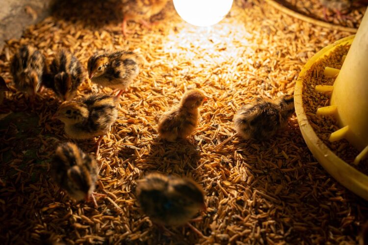 Cozy Chicken Brooder DIY