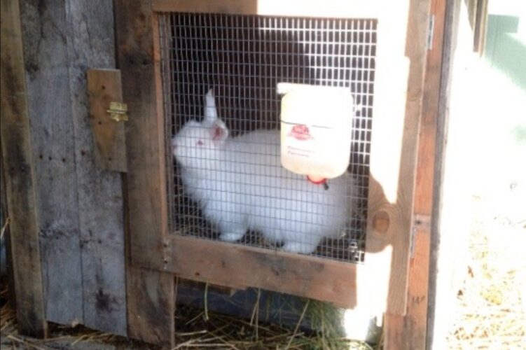 DIY Rabbit Hutch From Wooden Pallets