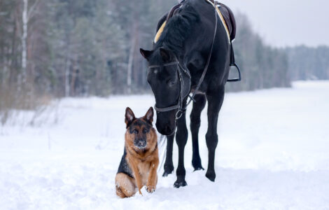 Keeping Farm Dogs Outside: Cold Weather Care Image