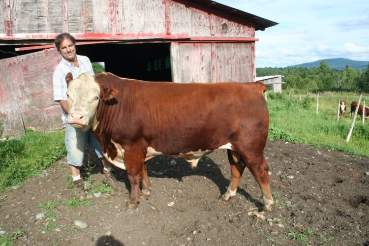 How to Help a Hypothermic Calf