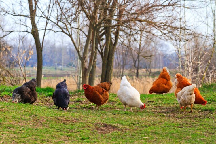 Is Free-Ranging the Best Option for Your Flock?