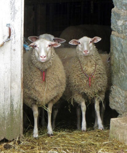 Sheep Breeds for Homesteading