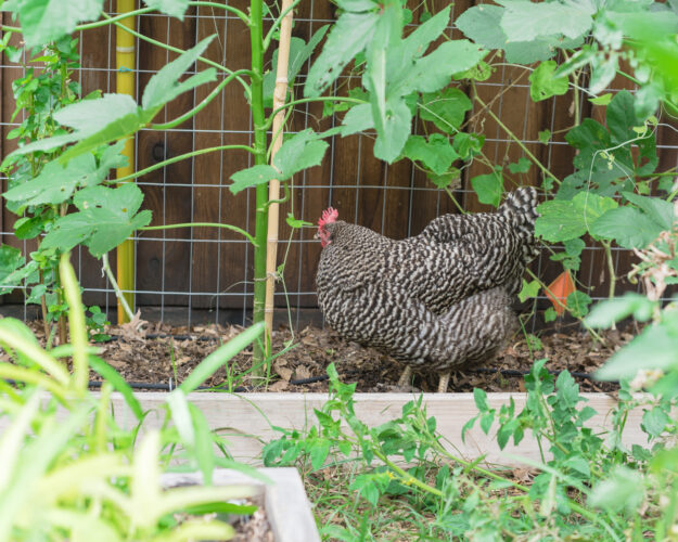 Benefits of Raising Chickens
