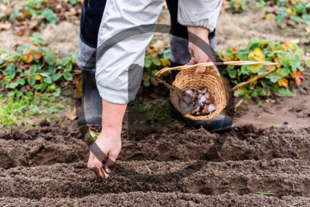 Planting Vegetables for Beginners Image