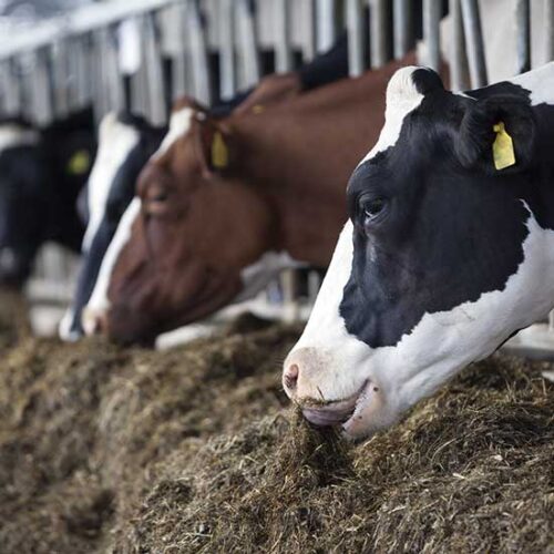 Using Methane Power on a Dairy Farm