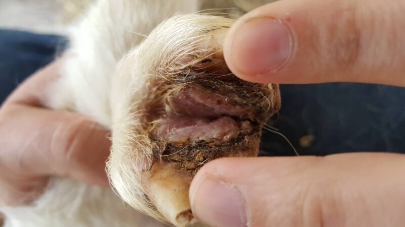 How to Treat Hoof Rot in Goats