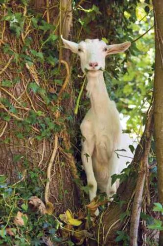 Homestead Helpers: Sheep, Cattle, Pigs and Poultry