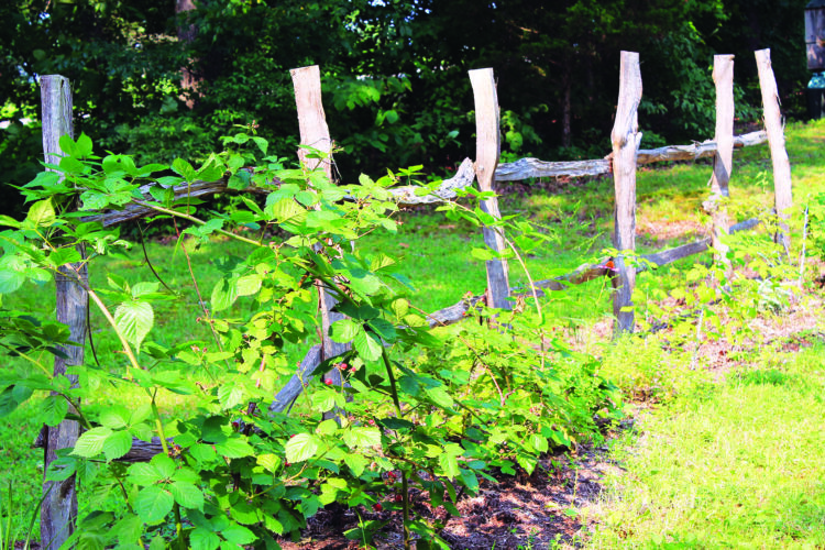 Grow Edible Edging Plants for Borders