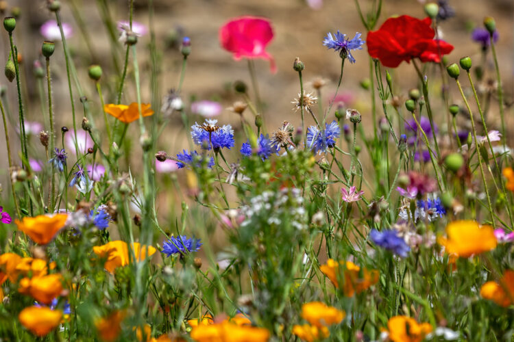 The Benefits of Growing Wildflowers