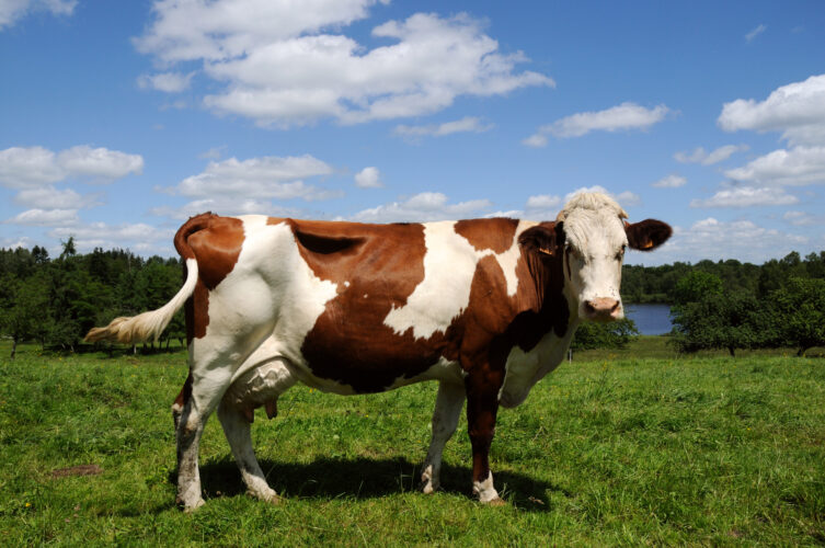 Guernsey Cattle: Heritage Livestock Breeds
