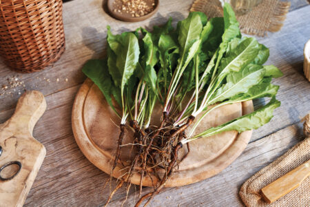 Herbal Weeds in Your Yard Image