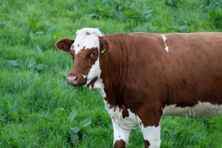 Ayrshire Cattle: Heritage Livestock Breeds
