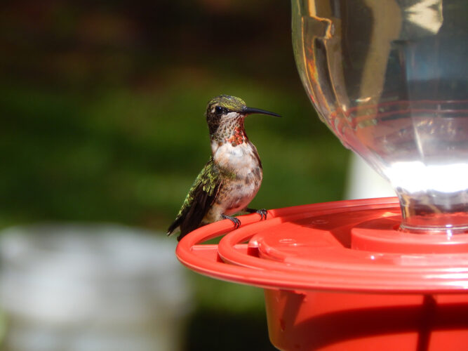 How Do You Attract Hummingbirds?