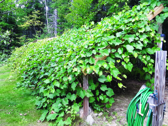 How to Build a Grape Trellis Backyard System
